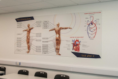 anatomy-board-1